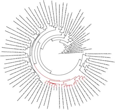 High Manganese Tolerance and Biooxidation Ability of Serratia marcescens Isolated from Manganese Mine Water in Minas Gerais, Brazil